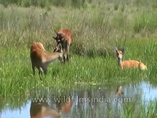 Wild-Life-Barasingha-dvd-85-9