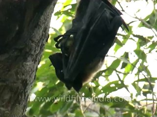 Wild-Life-Bat-dvd-85-3