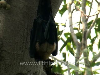 Wild-Life-Bat-dvd-85-4
