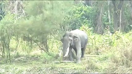 Wild-Life-Elephants-dvd-85-3