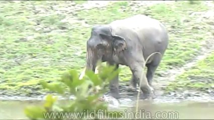 Wild-Life-Elephants-dvd-85-6