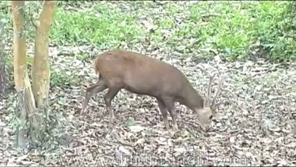 Wild-Life-Hogdeer-dvd-85-1