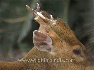 Wildlife-Barking Deer-DVD-135-1