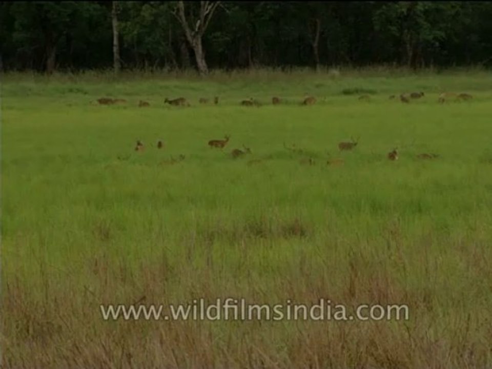Wildlife-Cheetal-dvd-104-18