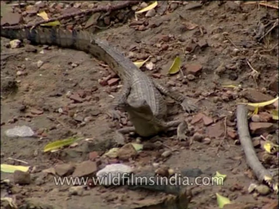 Wildlife-Gharial-DVD-135-1