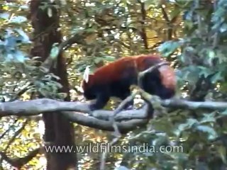 Wildlife-Red panda-DVD-122-2