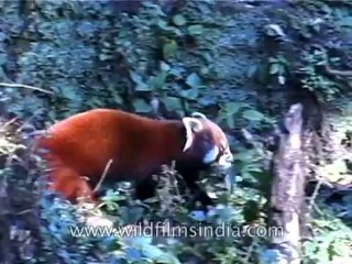 Wildlife-Red panda-DVD-122-3