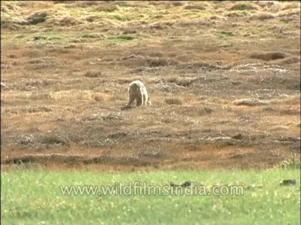 Wildlife-Wolf-Dvd-136-2