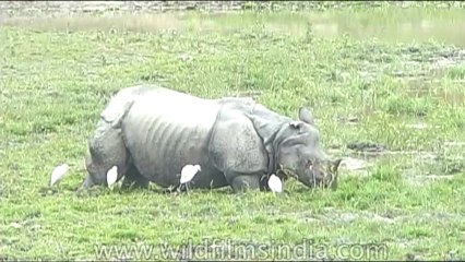 Wild-Life-Rhino-dvd-85-4