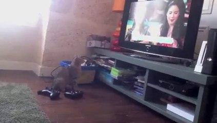 chat drole qui regarde la tv