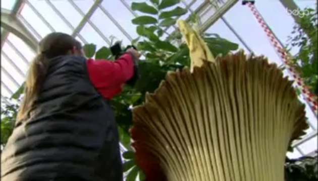 Le rarissime Arum Titan de Meise est en fleur