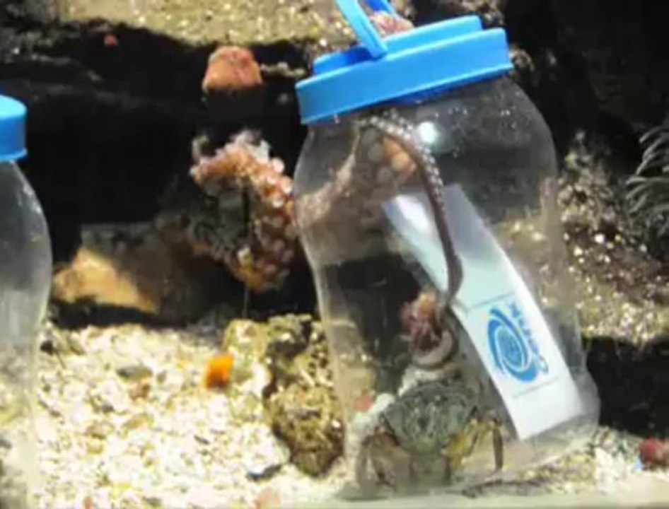 Paula la pieuvre de Liège donne son pronostic pour StandardGenk Vidéo Dailymotion