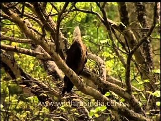 Pallas' Fishing Eagle squeals out its hauntingly beautiful call!