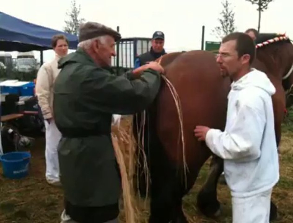 Dimanche, la journée du cheval de trait ardennais à Libramont