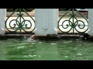 Macaque swimming in a pond at Darbar Sahib of Dehradun