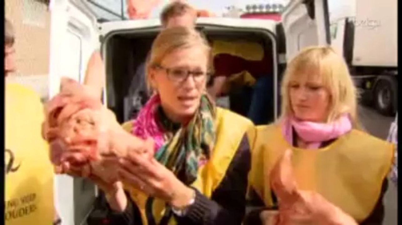 Des têtes de cochons morts devant chez Delhaize