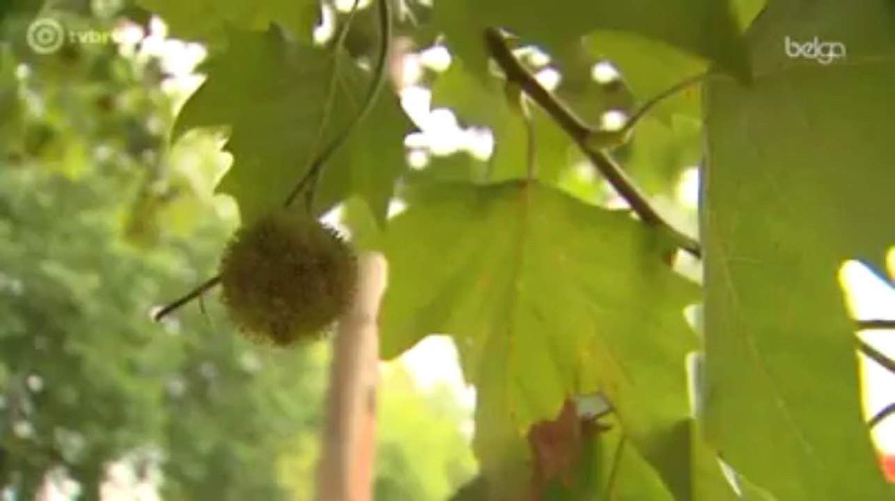 Platanes : les verts veulent modifier le projet