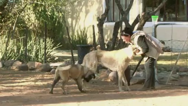 Los perros que salvan guepardos