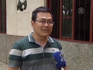 Коричневая панда живёт в Шэньси