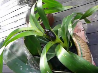 Gabin n'a pas peur des cafards