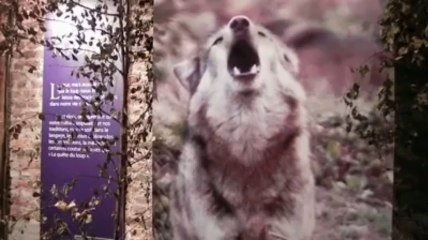 L'expo "Qui a peur du Loup?" à l'Abbaye de Stavelot