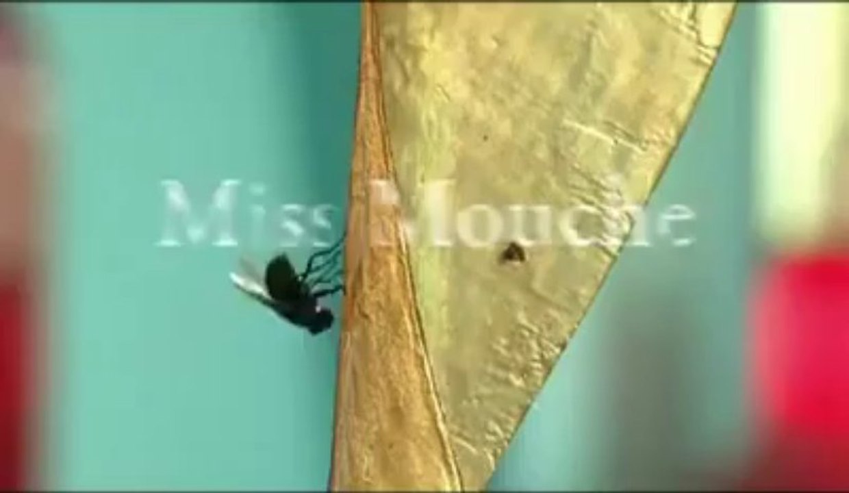 Miss Mouche