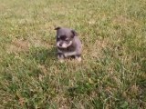 Chiots Chihuahua poil long bleus de 5 semaines