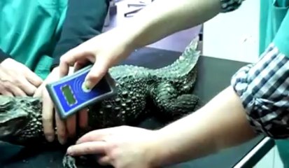 Des crocodiles à Autreppe