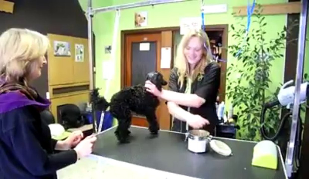 Marylor Dufour toilette les chiens à Mons