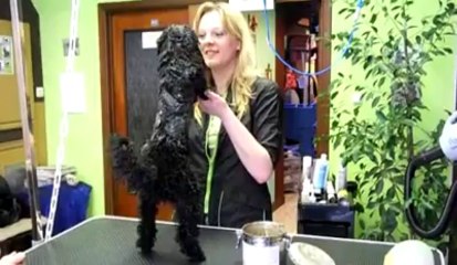 Marylor Dufour toiletteuse pour chien à Mons