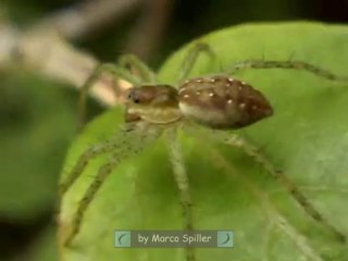Dolomedes sp - young