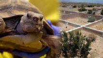 Recession Dooms Hundreds of Endangered Tortoises