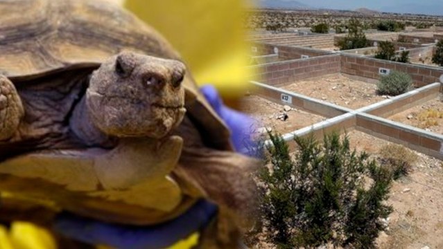 Recession Dooms Hundreds of Endangered Tortoises