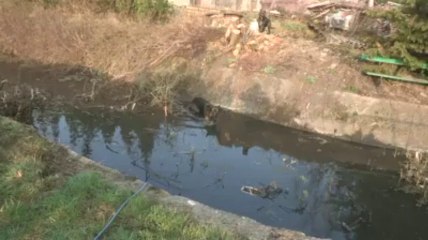 Roux: sauvetage de deux chiens