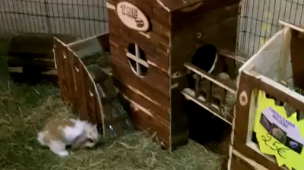 Animalia 4