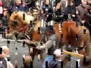 Cavalcade de Herve 2012, le cheval, maître des lieux