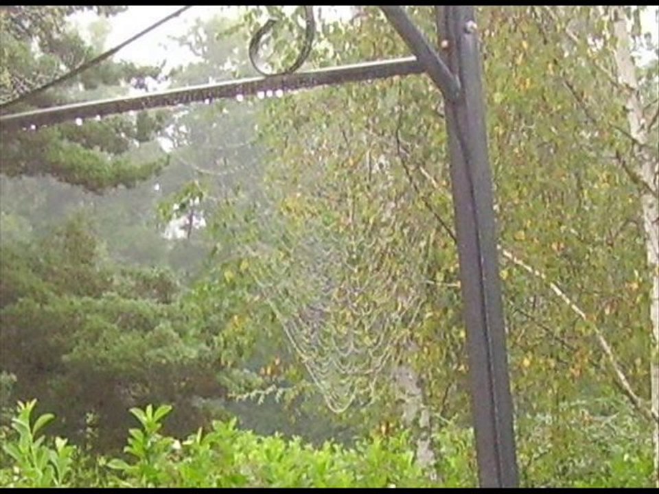 La toile d'araignée du jardin et le poème de Victor Hugo J'aime l'araigné et l'ortie