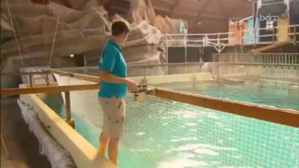 Le bébé dauphin du Boudewijn Seapark est mort!