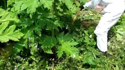 Démonstration de destruction de plantes invasives (1)