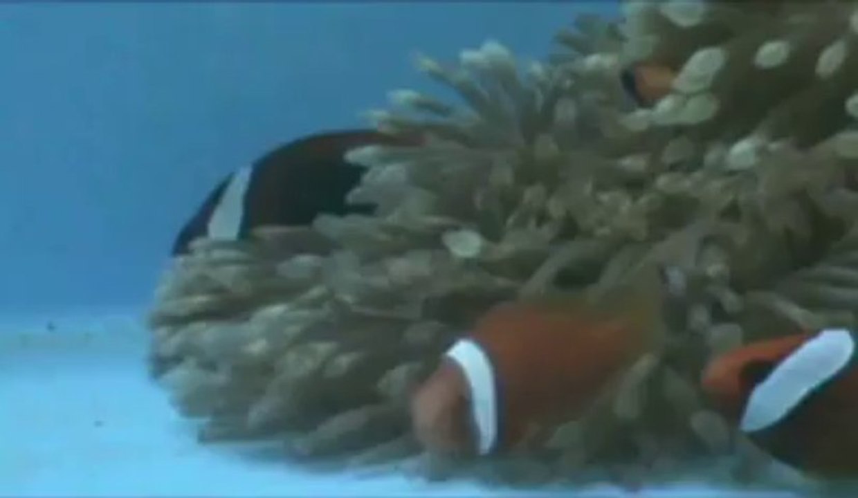 Nemo, dialogue entre poissons-clowns étude ULg
