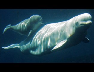 Les bélougas peuvent imiter la voix humaine