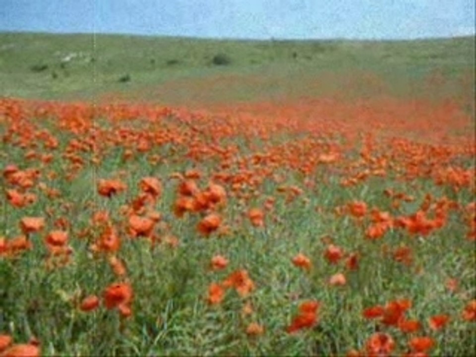 Hommage aux derniers poilus