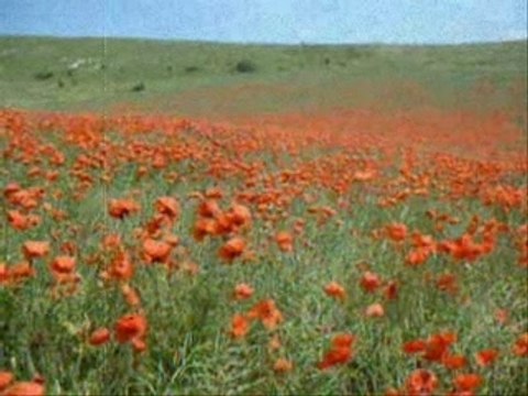 Hommage aux derniers poilus