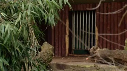 Un ours à lunettes est né au Zoo d'Anvers