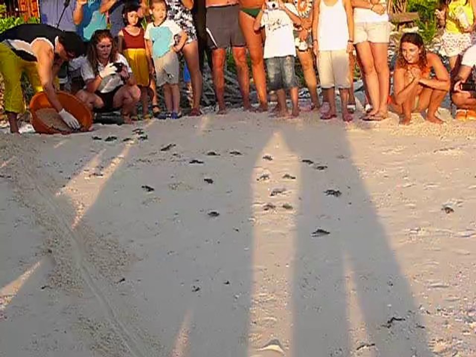 Tortues bis