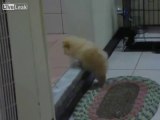 Perrito no puede subir escaleras