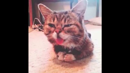 Best Cat Instagram Videos - Compilation of the most popular cat Instagram vids!