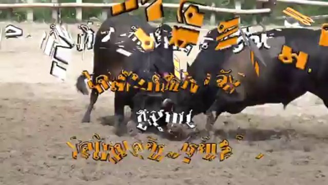 25560901 ประชาสัมพันธ์ชนโค สนามหยีใน วันที่ 1 2 3 กันยายน 2556