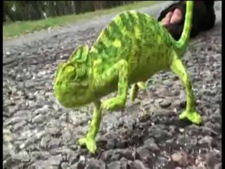 CHAMELEON Changing Colors.........