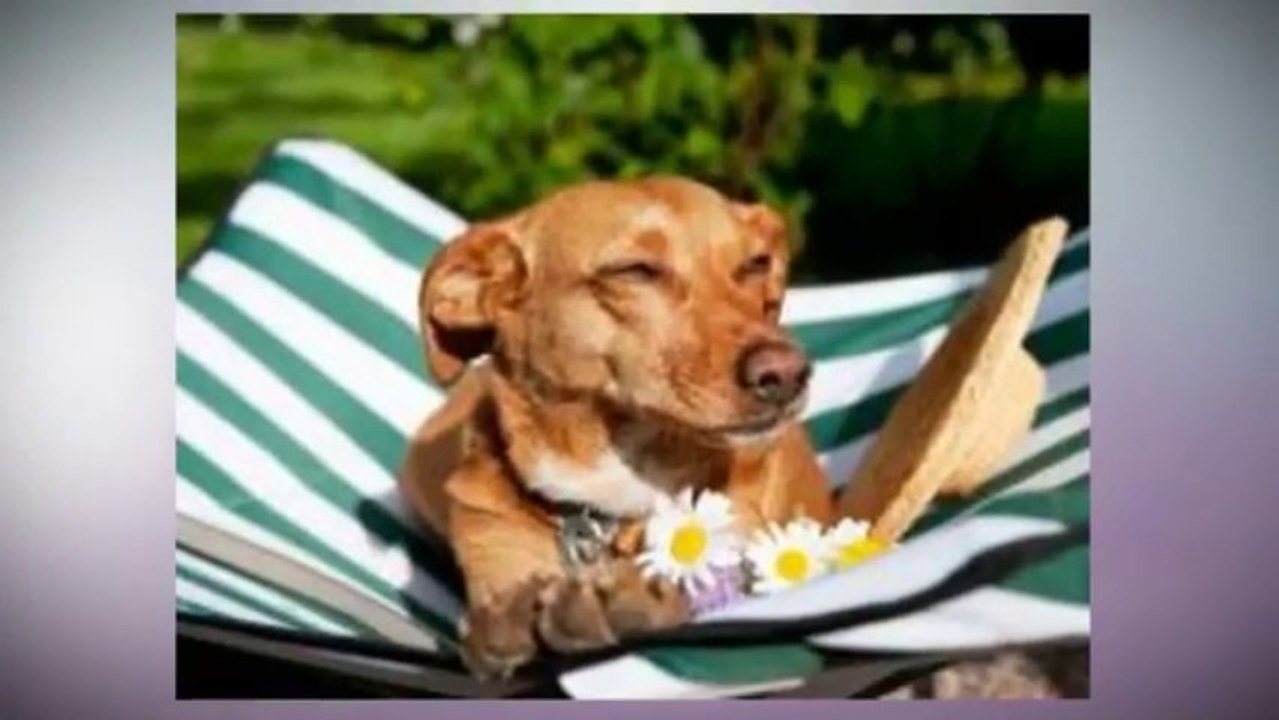 norfolk dog friendly cottages